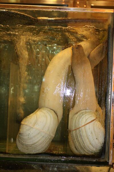 File:2009 Mollusca in Hong Kong.JPG