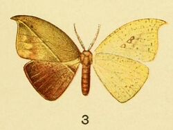 3-Spidia fenestrata Butler, 1878 (Spidia divisa).jpg