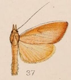 37-Calamochrous sarcalis Hampson 1908.JPG