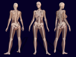 3D Female Skeleton Anatomy.png