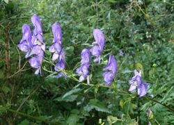 Aconitum variegatum 110807.jpg