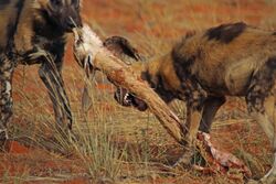African wild dog (Lycaon pictus pictus) with springbok.jpg