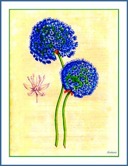 Allium caeruleum - Lemaire.jpg