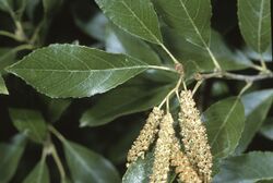 Alnus maritima leaves catkin.jpg