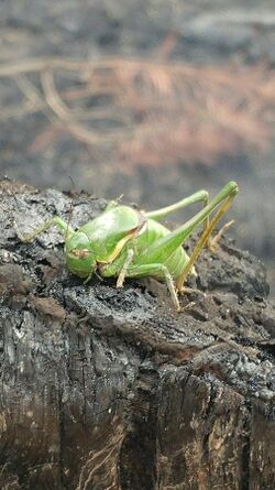 Anabrus longipes.jpg