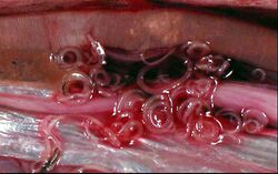 Anisakid larvae in the body cavity of an Atlantic herring