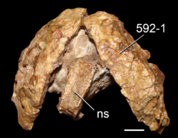 Archaeopelta vertebra and armor.png