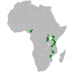 Arizelocichla distribution map.png