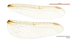 Austrosynthemis cyanitincta female wings (34895270512).jpg