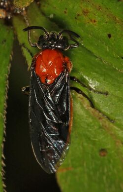 Birch Sawfly - Arge pectoralis?, Jones Preserve, Washington, Virginia.jpg