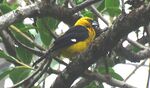 Black-thighed Grosbeak (cropped).jpg