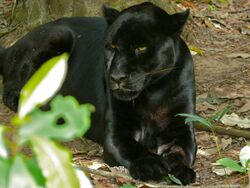 Black Jaguar (Panthera onca) (6766731069).jpg