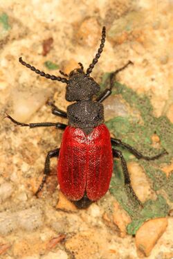 Blister Beetle - Tricrania sanguinipennis, Woodbridge, Virginia - 17017513298.jpg