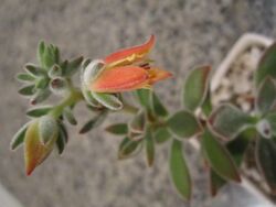 Bloomin Echeveria Pulvinata.JPG