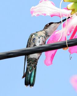 Blue-tufted Starthroat (Heliomaster furcifer).jpg