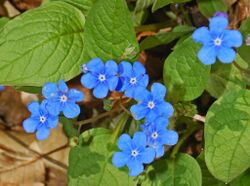 Boraginaceae - Omphalodes verna-6.JPG