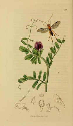 Britishentomologyvolume3Plate321.jpg