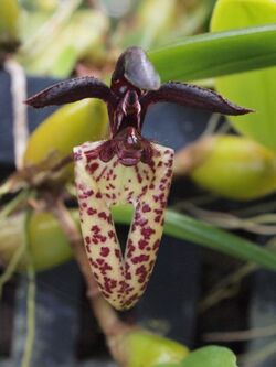 Bulbophyllum lasiochilum.jpg