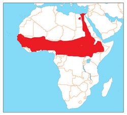 Burhinus senegalensis range.jpg