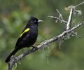 Cacicus chrysopterus -Reserva Guainumbi, Sao Luiz do Paraitinga, Sao Paulo, Brasil-8.jpg