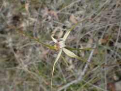 Caladenia christineae.jpg