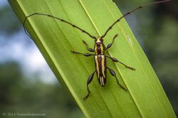 Cerambycid - Belize.jpg