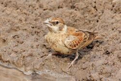 Chestnut-backed sparrow-lark (Eremopterix leucotis melanocephalus) female.jpg