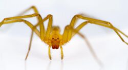 Chilean recluse spider (Loxosceles laeta).jpg