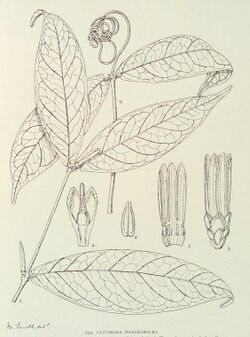 Clitandra membranacea-1906.jpg