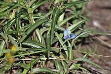 Commelina lanceolata 168613388.jpg