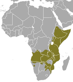 Common Dwarf Mongoose area.png