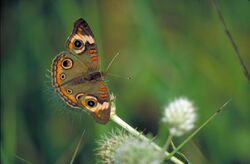 Common Buckeye Butterfly