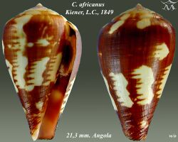 Conus africanus 1.jpg