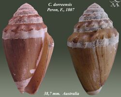 Conus dorreensis 2.jpg