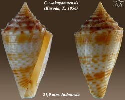 Conus wakayamaensis 1.jpg