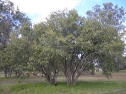 Cordia sinensis trees.jpg