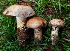 Muddy cream-brown mushrooms lying on grass