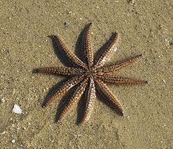 Coscinasterias muricata 61627905.jpg