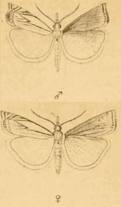 Crambus uliginosellus.JPG