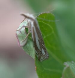 Crambus whitmerellus P1290534b.jpg