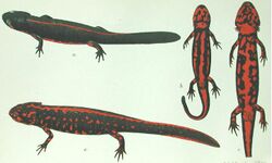 Panel of drawings of a red-black newt