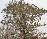 Desi Badam (Terminalia catappa) tree in Kolkata W IMG 2207.jpg