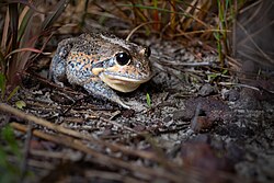 Eastern Banjo Frog 4476.jpg