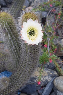 Echinopsis chiloensis ssp. littoralis (Quisco costero) 01.jpg