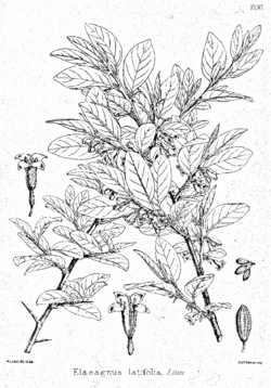 Elaeagnus latifolia Bra46.png