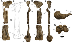 Eoneophron holotype left femur.png