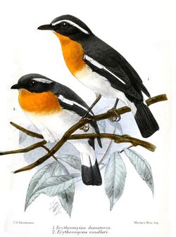 ErythromyiasKeulemans.jpg