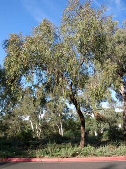Eucalyptus dives habit.jpg