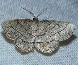 Eumacaria madopata - Brown-bordered Geometer Moth (15897265050).jpg