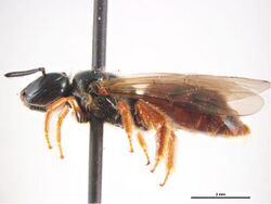 Exoneura robusta f.jpg